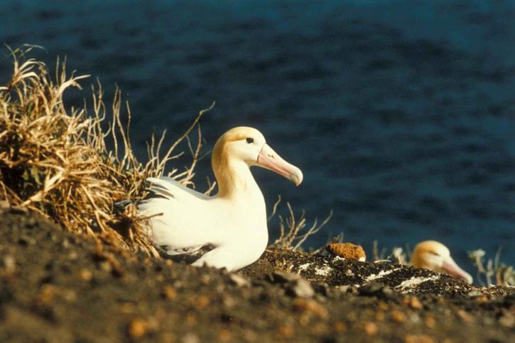 korte staart, albatross, nest, diomedea albatrus