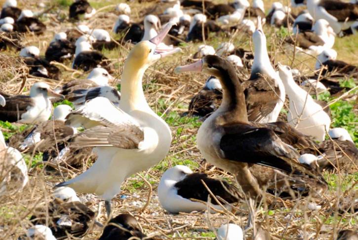 kort hale, albatross, par, limning, dans