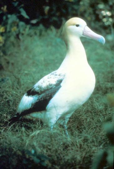 kort hale, albatross, steiller, albatross, fugl