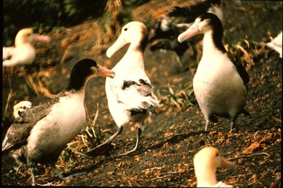 kurz angebunden, albatros, steiller, albatros, diomedea albatrus