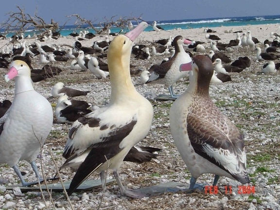 lyhyt pyrstö, albatross, houkuttimina