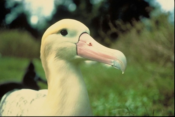 steiller, albatros, aves, de cerca, la cabeza, diomedea albatrus