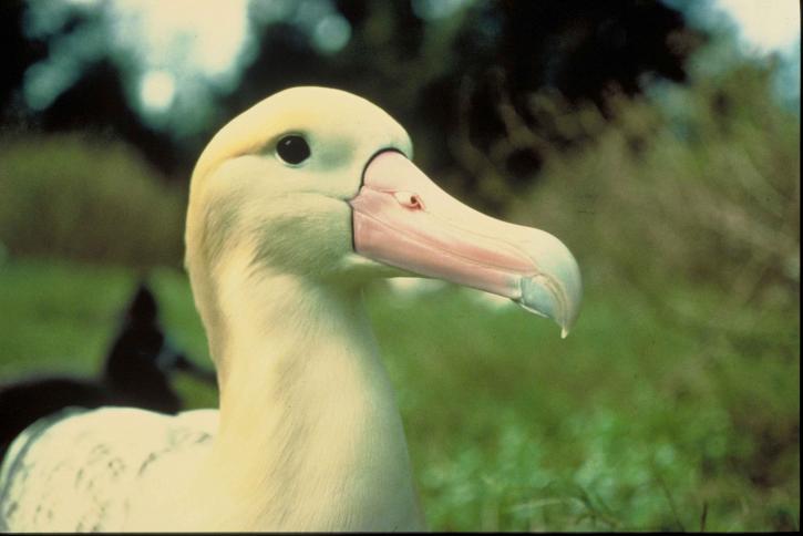 steiller, albatross, fugl, up-close, hoved, diomedea albatrus