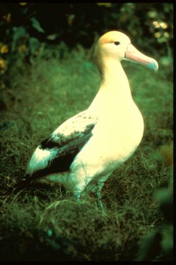 steiller, albatros, Diomedea, albatrus