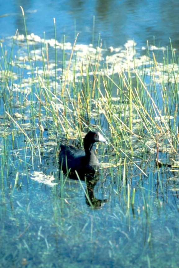 American, coot, bird, water, swimming, coot