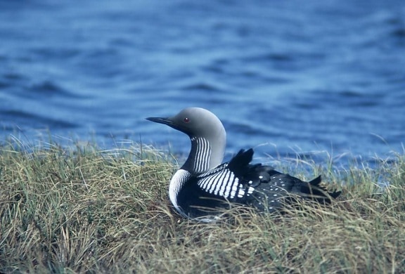 Arctic, loon, sitting, grass, water