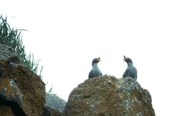 auklets, uccelli, Crested, uccelli
