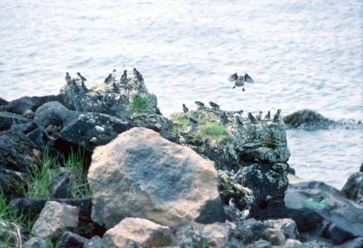 rokastefi1995, pusilla, legalábbis alka, madarak, a víz, a sziklák