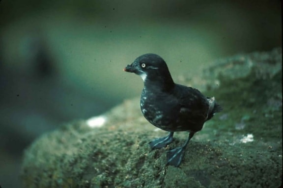 moins, auklet