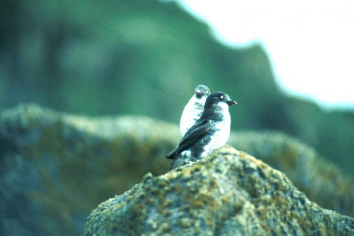 หินน้อย auklets นก