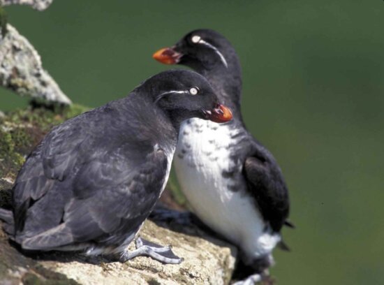 Uccelli auklets