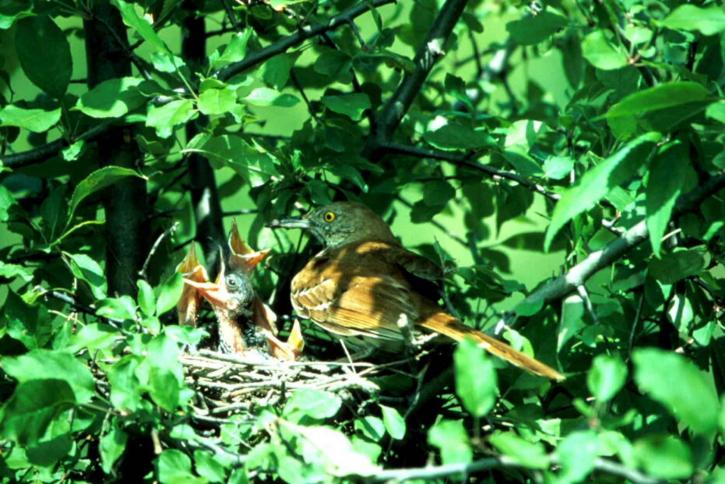 vogel, nest, kuikens