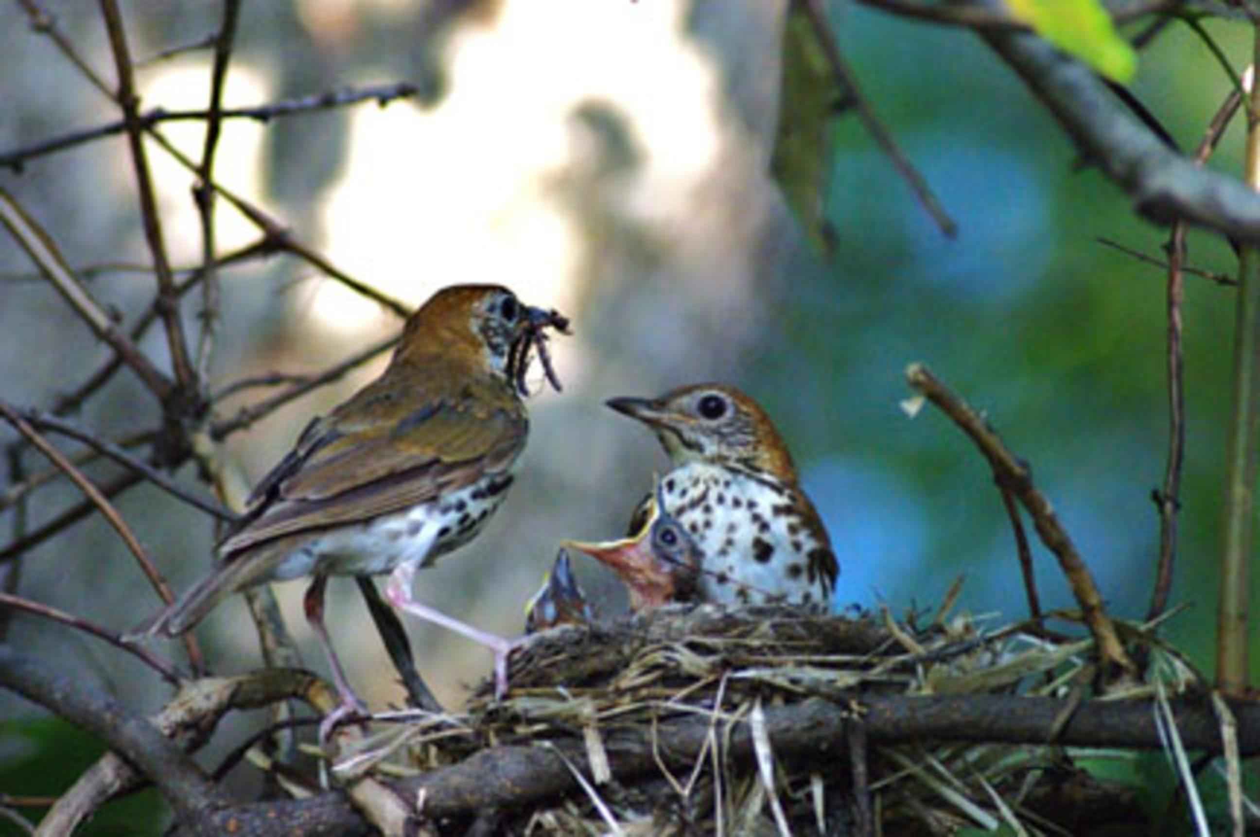 bird-family-in-nest.jpg