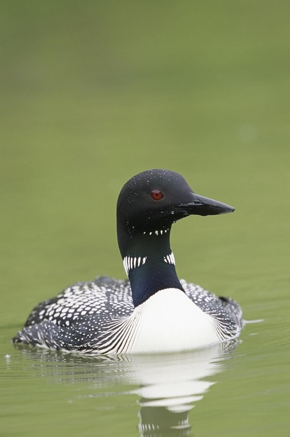 uccello, Loon