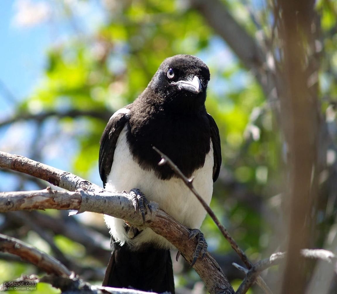 Птица филиал. Сорока фото птицы. Eurasian Magpie. Дрозд и сорока.