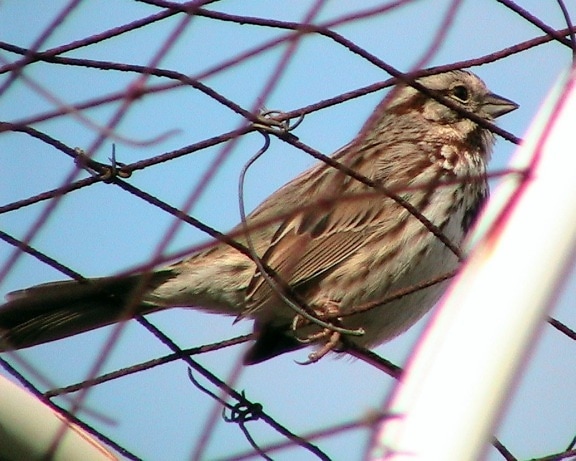 bird, wire, fence