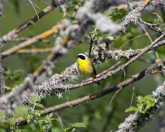 bird, yellowthroat, momentarily, branch