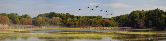 vtáky, fly, jazero, panoramatickú image