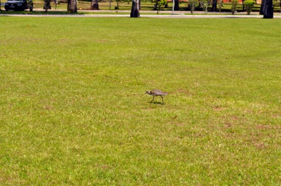 birds, hopping, lawn, grass, park