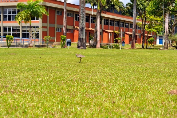 birds, hopping, lawn, front, building