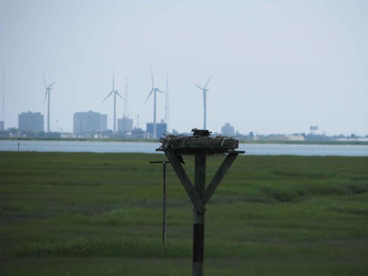 fugler, reir, med utsikt over Atlanteren, byen, kysten