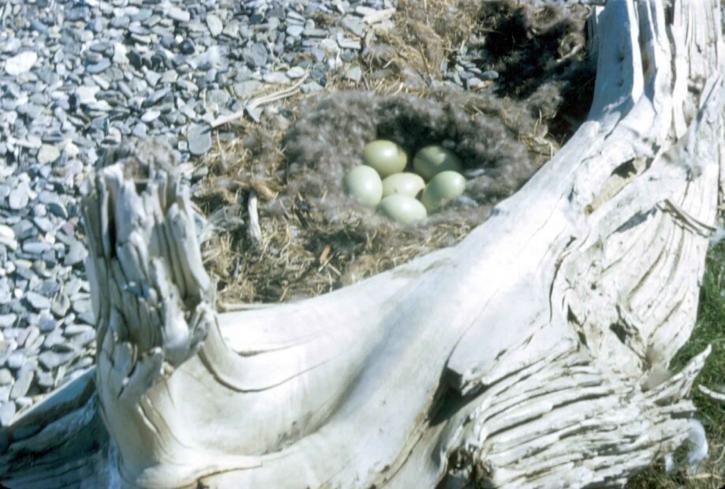 birds, nest, eggs, ground, old, tree, trunk