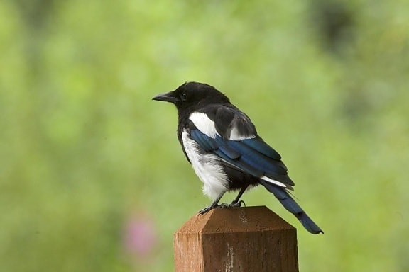black, bellied, magpie, bird, standing, wood