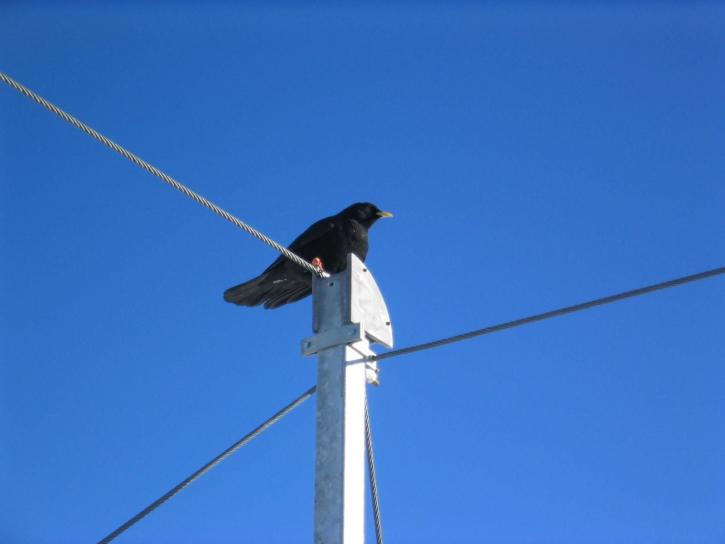 black, bird, telephone, pole