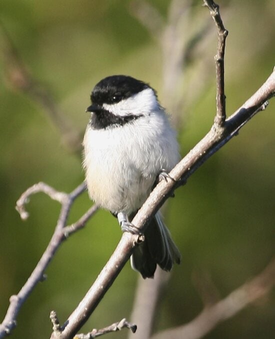 black-capped-chickadee-bird-high-resolution-550x678.jpg