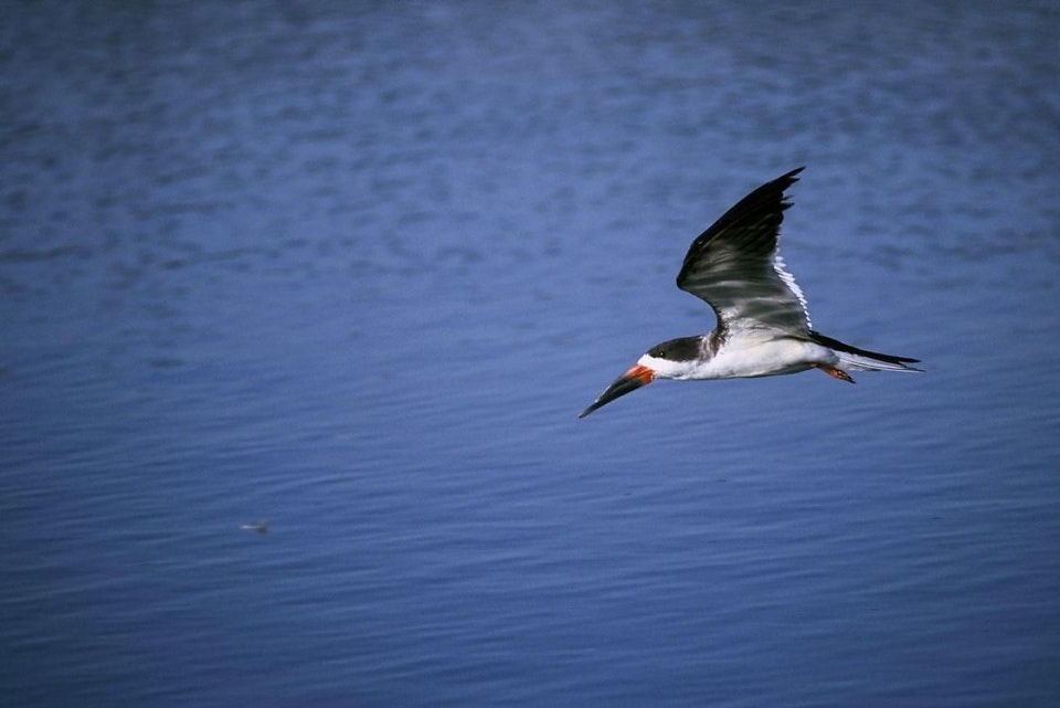 Птица пила. Skimmer птица. Black Skimmer. Черный скиммер птица. Surface skimming Bird.