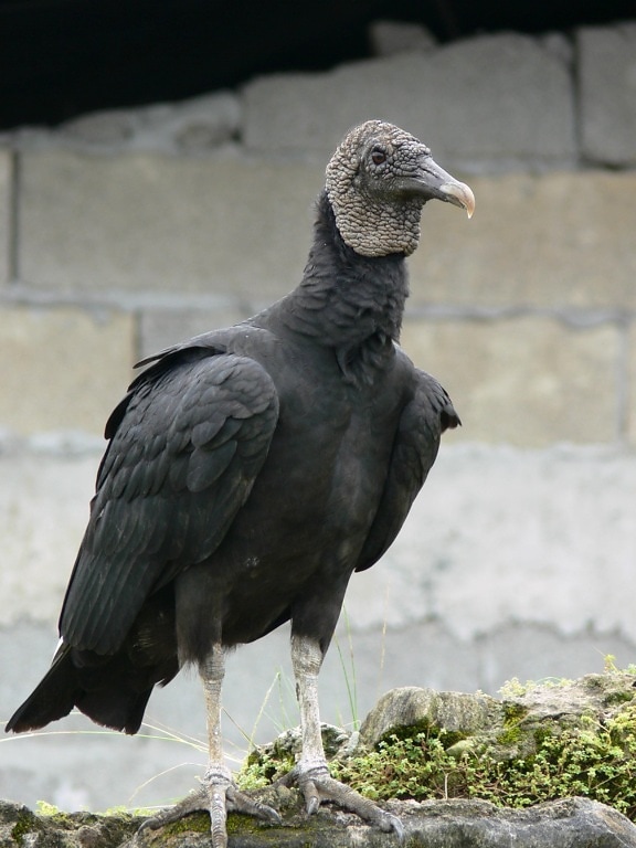 black, vulture, bird, coragyps atratus