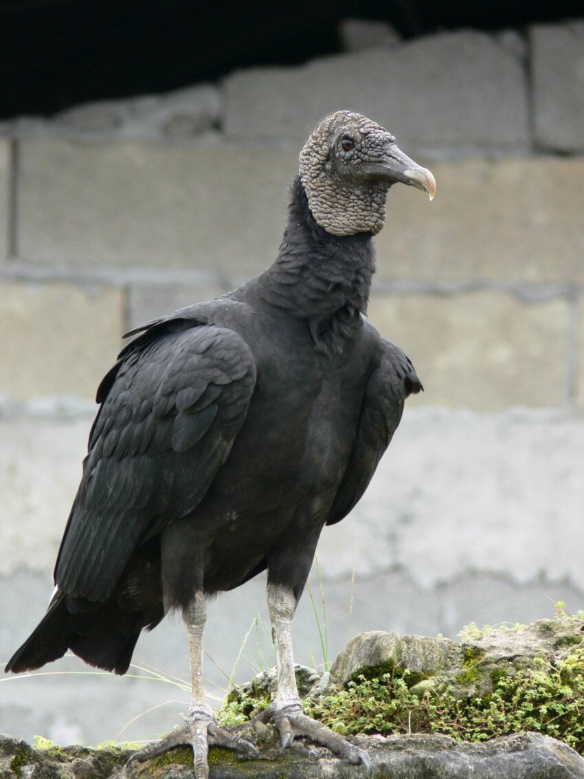 Free Picture Black Vulture Bird Coragyps Atratus 7712