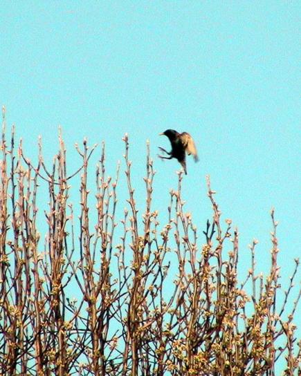 blackbird, coming, landing