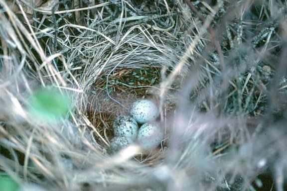 Amsel, nest, Eier