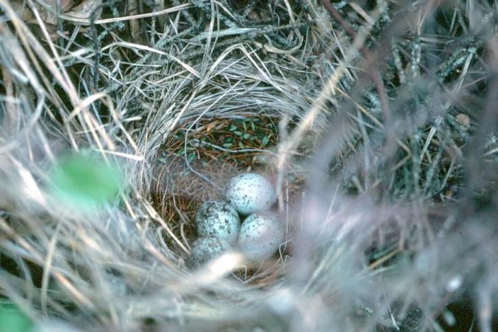 Blackbird, гнездо, яйца