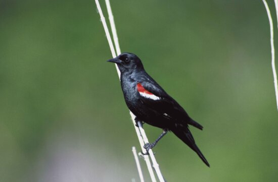 Free Picture: Up-close, Male, Tricolored, Blackbird, Agelaius Tricolor