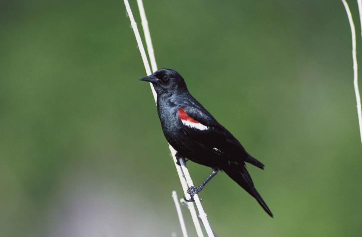 zblízka, tricolored, blackbird, fotografoval, agelaius tricolor