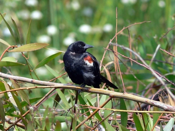 tricolored, blackbird, agelaius tricolor, turns, head, camera, tree, branch