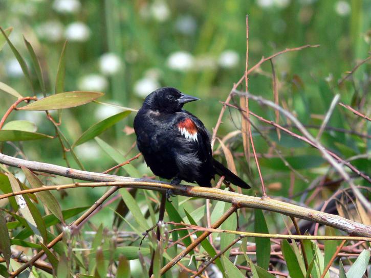 tricolored, blackbird, agelaius tricolor, turns, head, camera, tree, branch