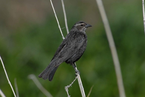 up-close, female, tricolored, blackbird, agelaius tricolor