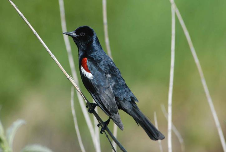 blackbird up-close, pria, tricolored, agelaius, tiga warna