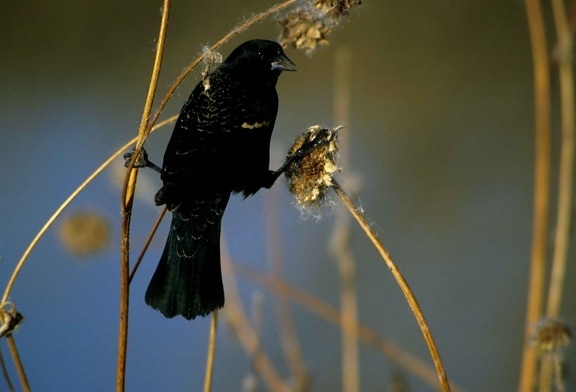 up-close, red, winged, blackbird, agelaius phoeniceus