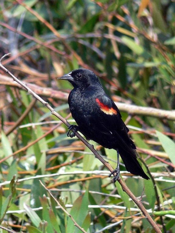 red, winged, blackbird, focuses, attention, something