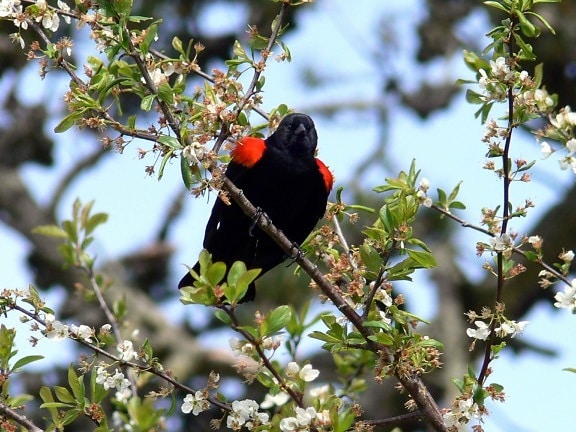 red, winged, blackbird, looks, position, tree, branch