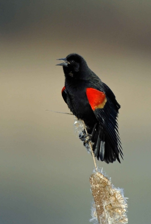 adult, male, red, winged, blackbird