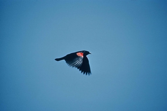 Red wing, fekete, madár, repülő, ég, agelius, phoeniceus