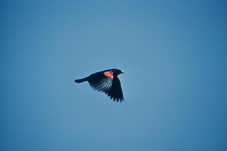 red, wing, black, bird, flying, sky, agelius, phoeniceus