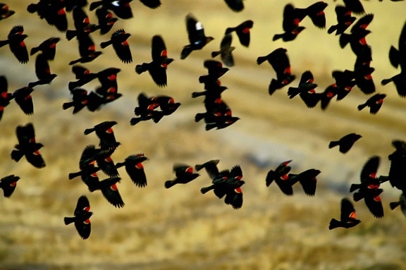 赤、翼、クロウタドリ、群れ、フライト、agelaius、phoeniceus