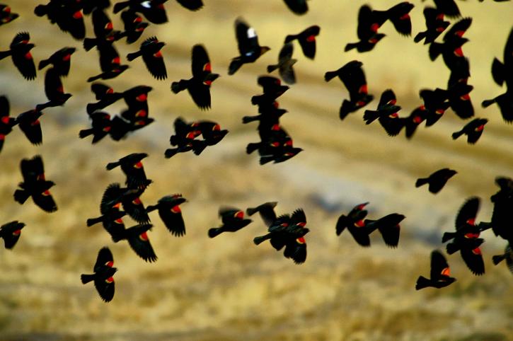 Red wing, feketerigó, flock, repülés, agelaius phoeniceus