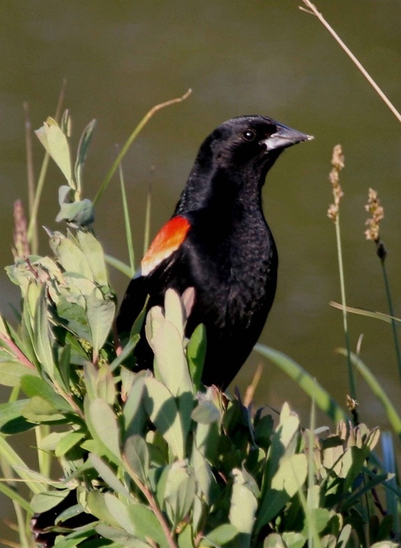 červená, winged blackbird, up-blízko, agelaius phoeniceus